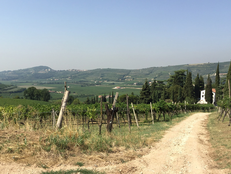 Wijnhuis Massimago Italie