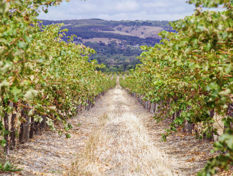 De Wijnhuizen van The Spirit of Wine Australië
